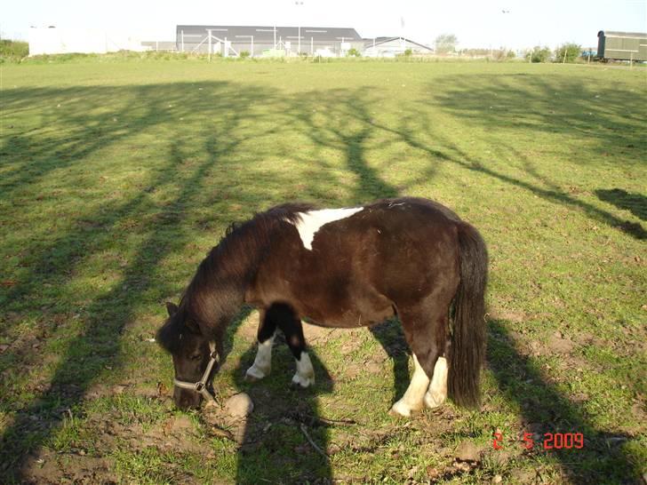 Shetlænder Rosa  - dejligt med noget mad  billede 2