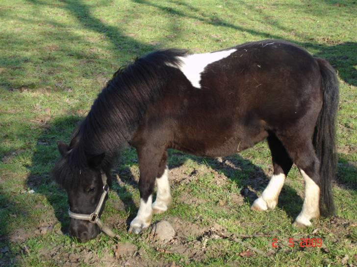 Shetlænder Rosa  - Jeg elsker græs billede 3
