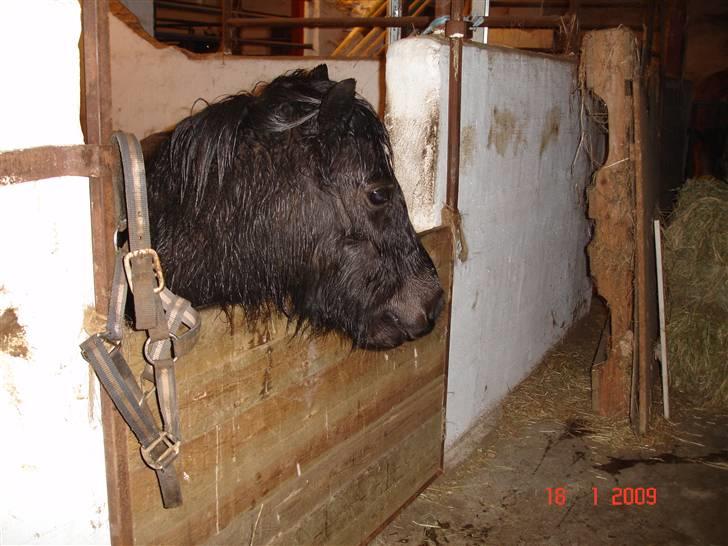 Shetlænder Rosa  - Gir du en gulerod billede 4