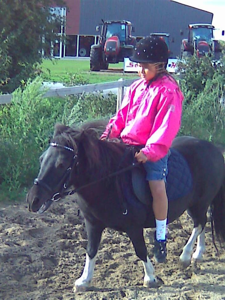 Shetlænder Rosa  - Nå... så skal jeg vel lave noget igen billede 5