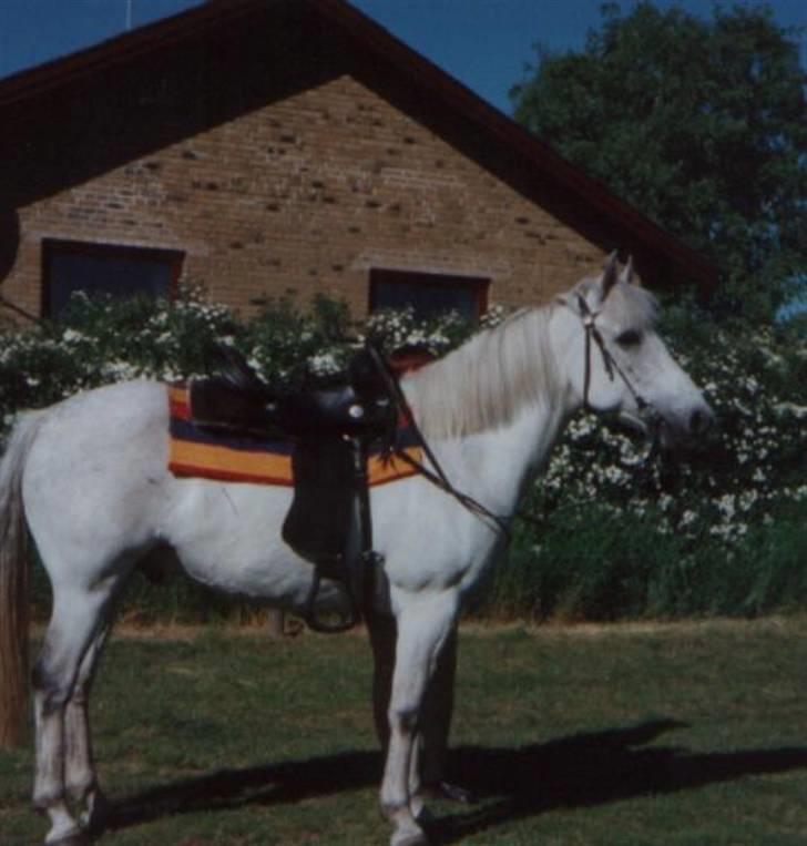 Anden særlig race Leight Garbo - Løjse som westernhest. HVOR er hans PLETTER?? billede 11