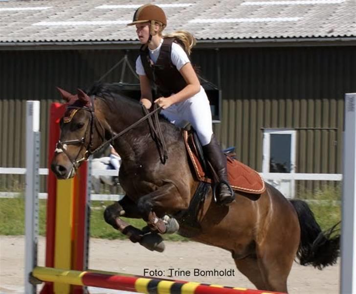 New Forest Felix - 3)  billede 3