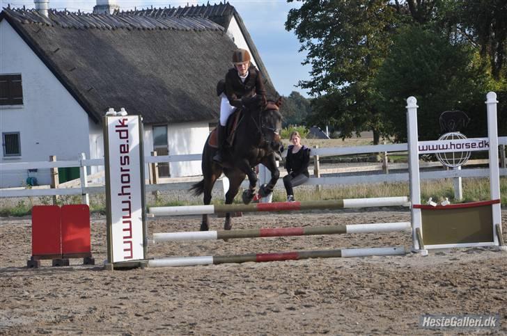 New Forest Felix - 5) sjællandsmesterskaberne billede 5