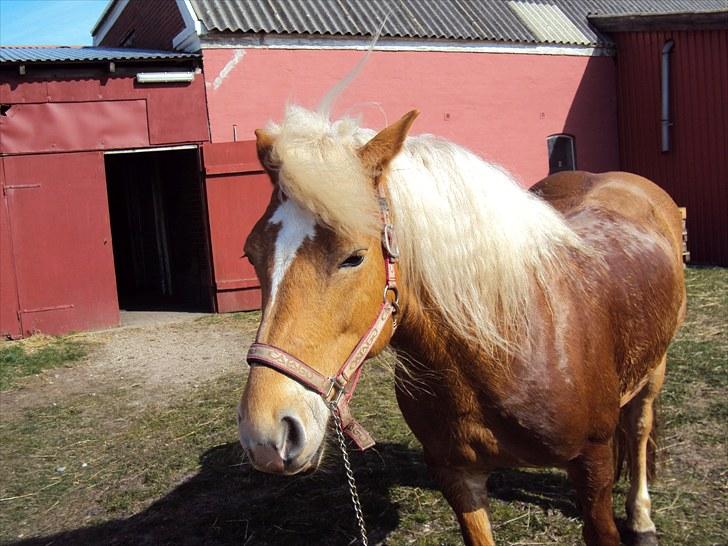 Haflinger Missy billede 7