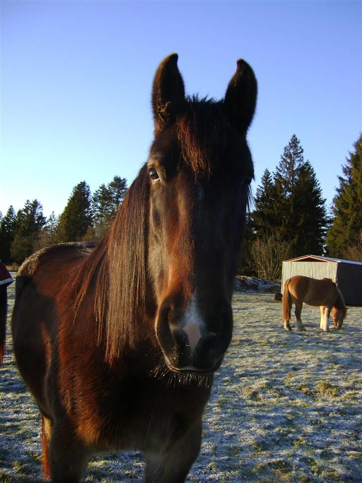 Oldenborg Chanell SOLGT  billede 1