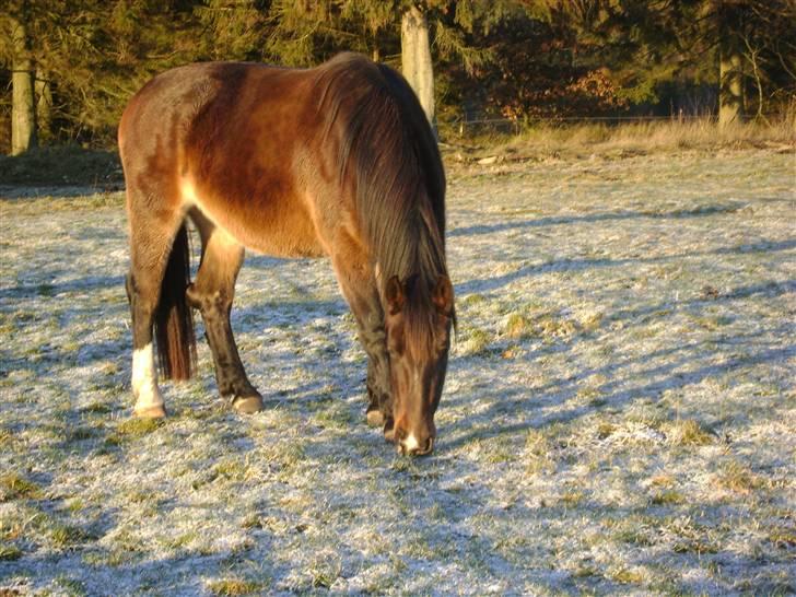 Oldenborg Chanell SOLGT  billede 2