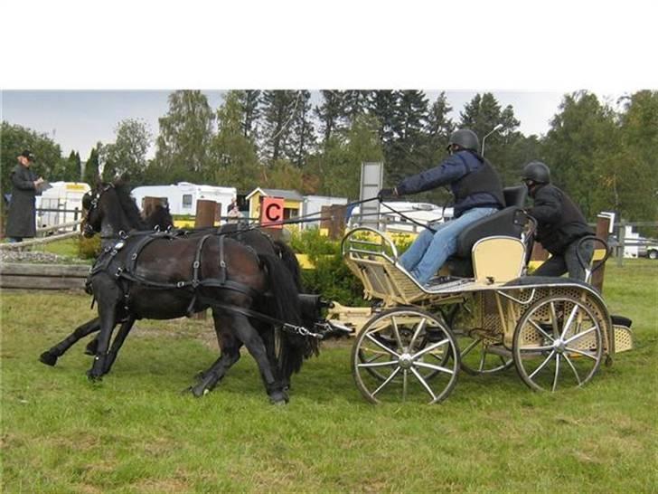 Anden særlig race Aquador billede 13