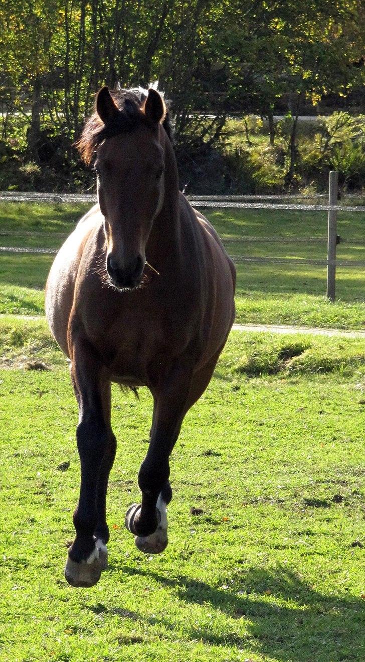 Anden særlig race Rubin<3 - Velkommen til Rubins profil :D billede 1