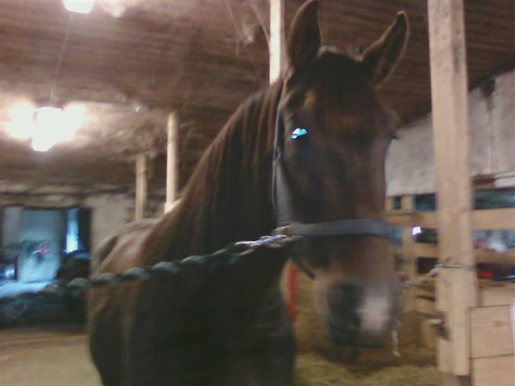 Oldenborg Chanell SOLGT  billede 7