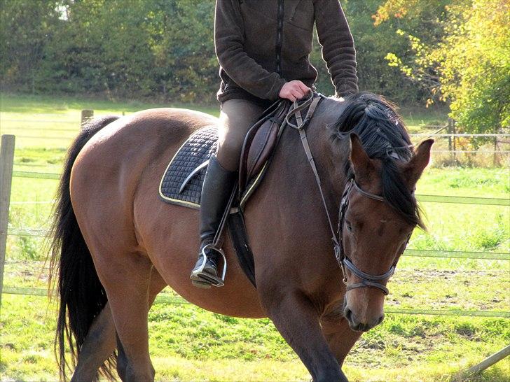 Anden særlig race Rubin<3 billede 3