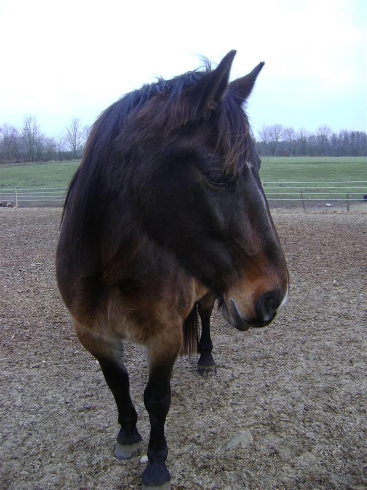 Oldenborg Chanell SOLGT  billede 8