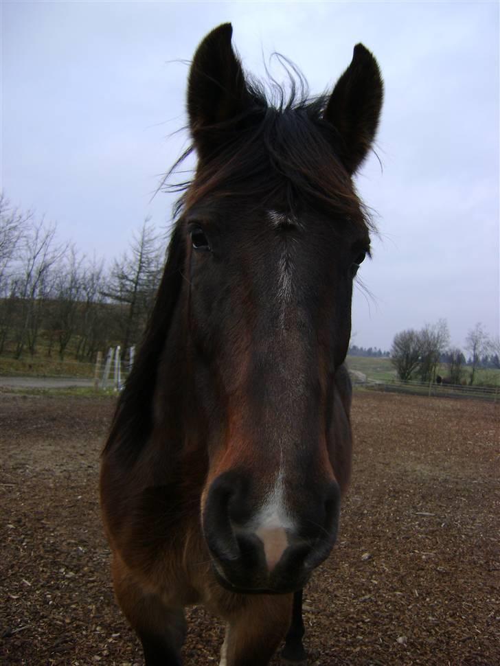 Oldenborg Chanell SOLGT  billede 9