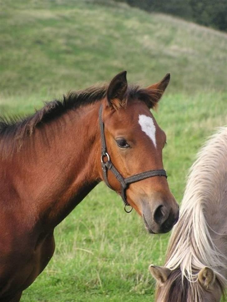 Traver Return Sujaki (Baby) - Lækker tøs!! (Foto: Susanne H) billede 1