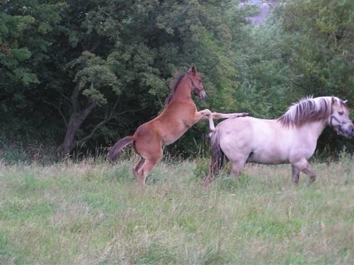 Traver Return Sujaki (Baby) - Tja, så får Saga lige en tur!! (Foto: Susanne H) billede 2