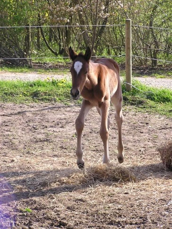 Traver Return Sujaki (Baby) - Ikka gammel baby!!    (Foto: Susanne H) billede 3