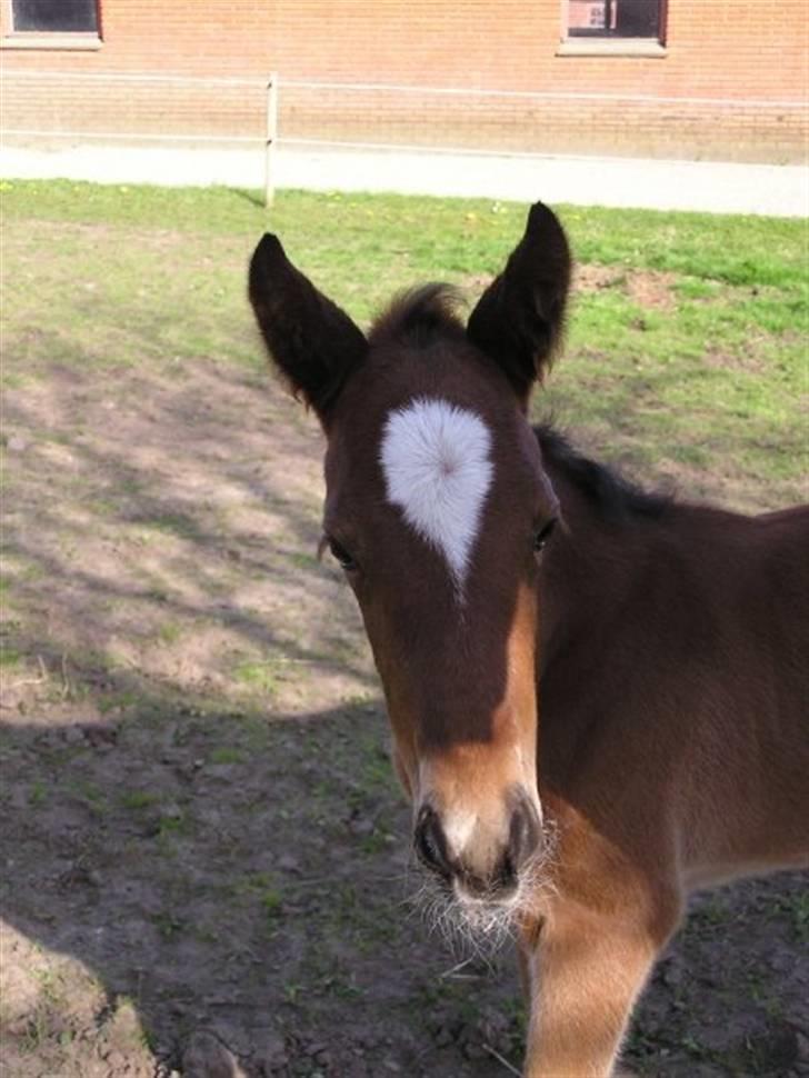 Traver Return Sujaki (Baby) billede 4