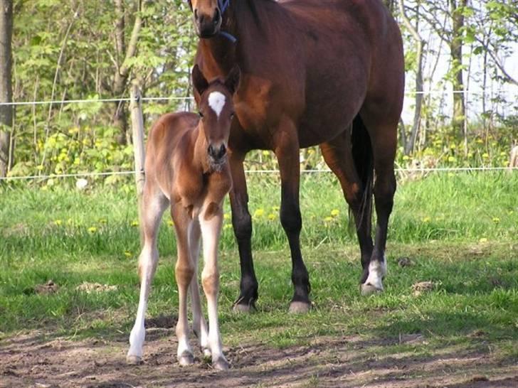 Traver Return Sujaki (Baby) billede 5