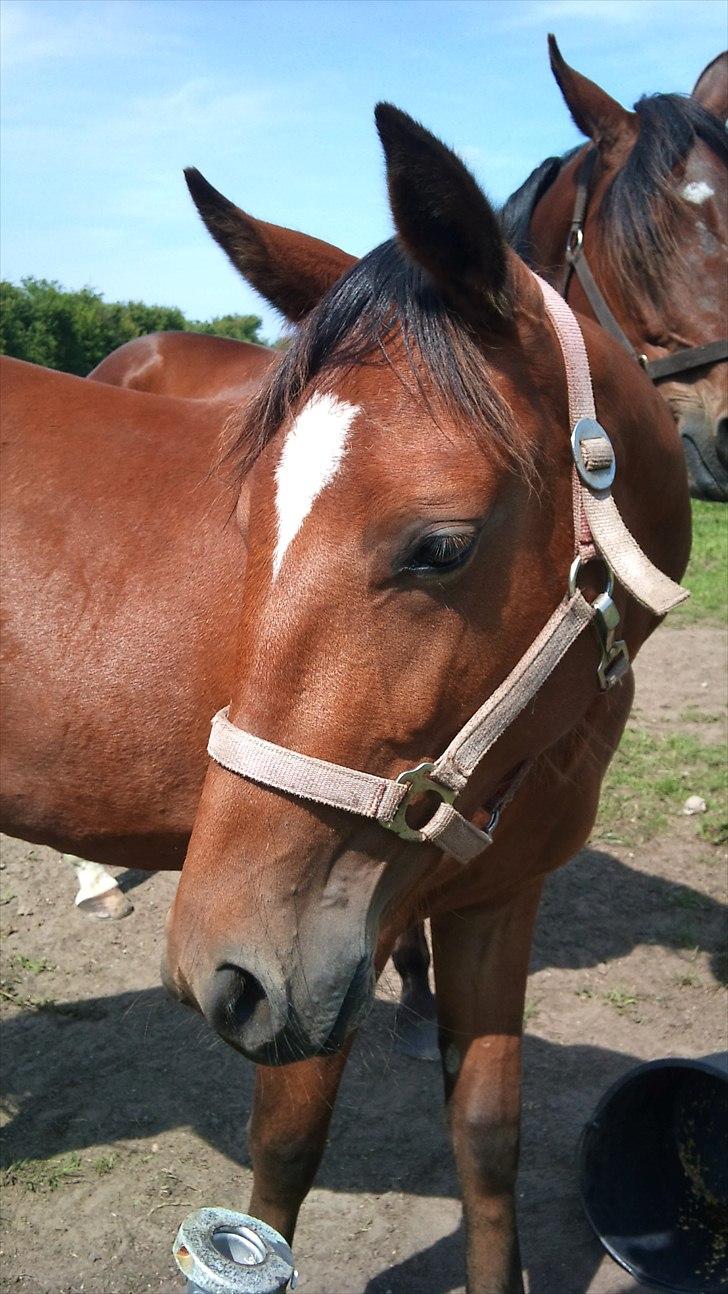 Traver Return Sujaki (Baby) - Smuk 2 års!! billede 7