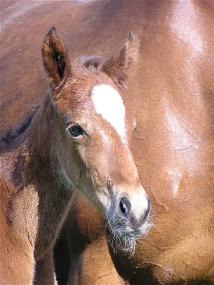 Traver Return Sujaki (Baby) billede 8