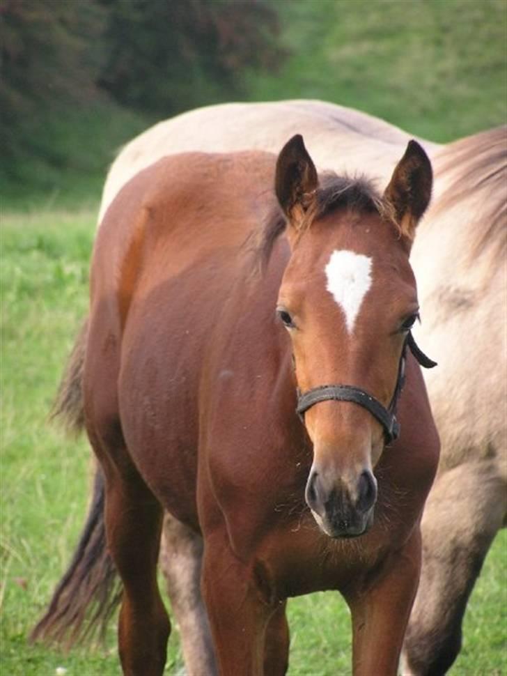 Traver Return Sujaki (Baby) billede 11