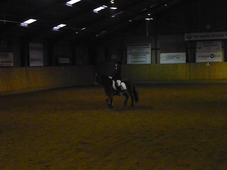 Dartmoor Innis Julian - Lc2 60,9%   billede 4