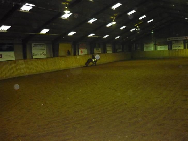 Dartmoor Innis Julian - Lc3 til 61% sidste stævne  billede 5