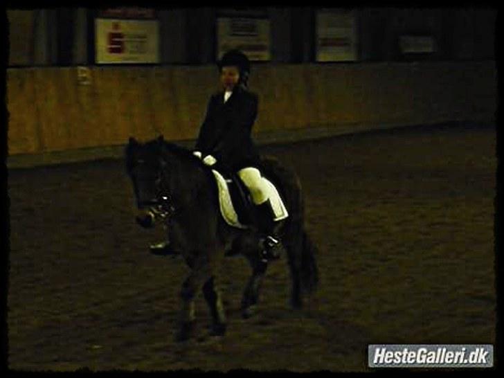 Dartmoor Innis Julian - Lc2 start :i billede 6