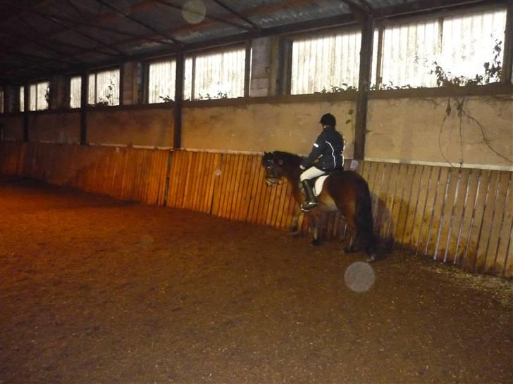 Dartmoor Innis Julian - Opvarmning inden Lc3 :i super pony billede 7