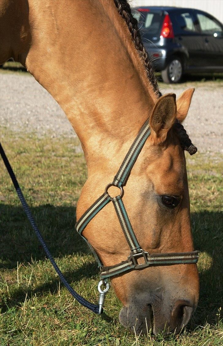 Anden særlig race Ivan RIP - Ridelejr på USR. (sommerferien 2008) billede 13