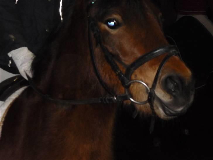 Dartmoor Innis Julian - Inden Lc3 billede 8