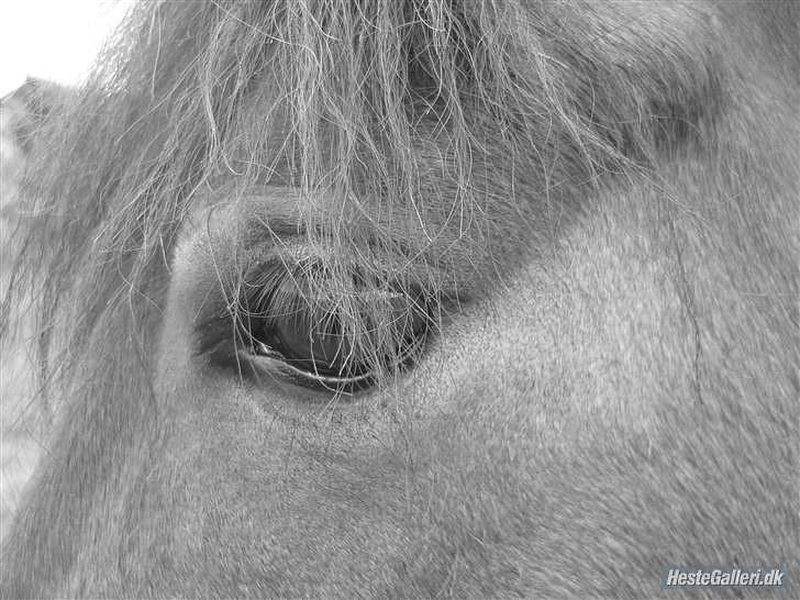 Dartmoor Innis Julian - Dine øjne siger virkelig alt :i billede 9