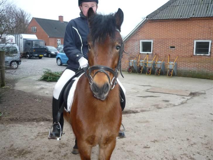 Dartmoor Innis Julian - Du får mig til at smile selv når det er mørkest :i billede 10