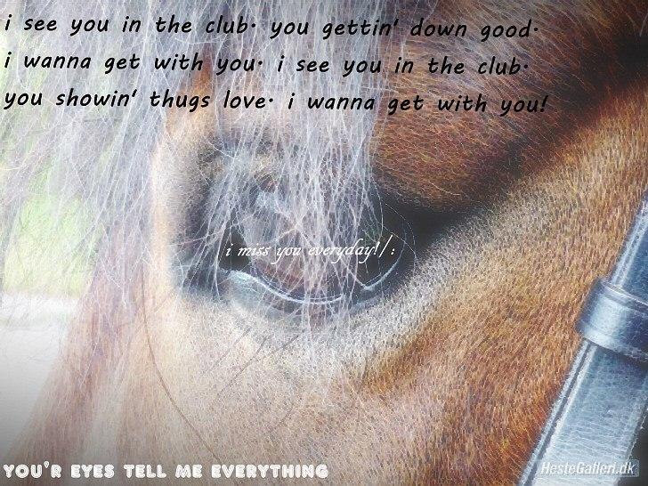 Dartmoor Innis Julian - redigeret(´: billede 11