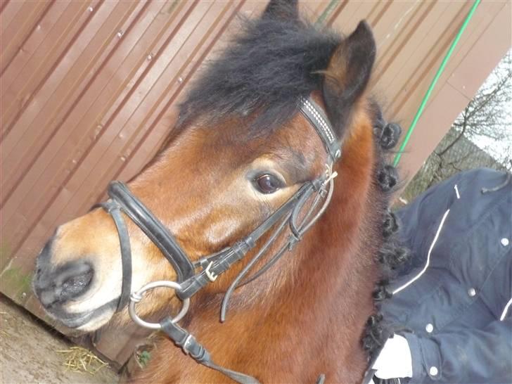 Dartmoor Innis Julian - Worlds cutest :i billede 12