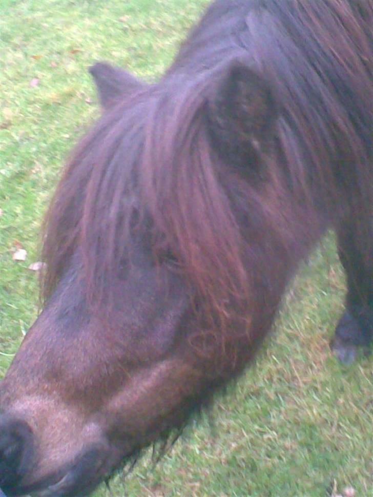 Anden særlig race Laban billede 13