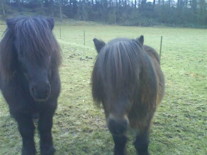 Anden særlig race Laban billede 15