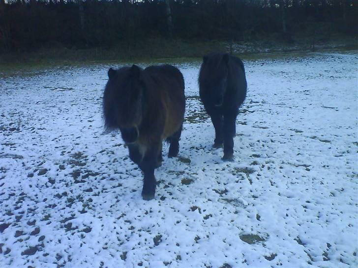 Anden særlig race Laban billede 16