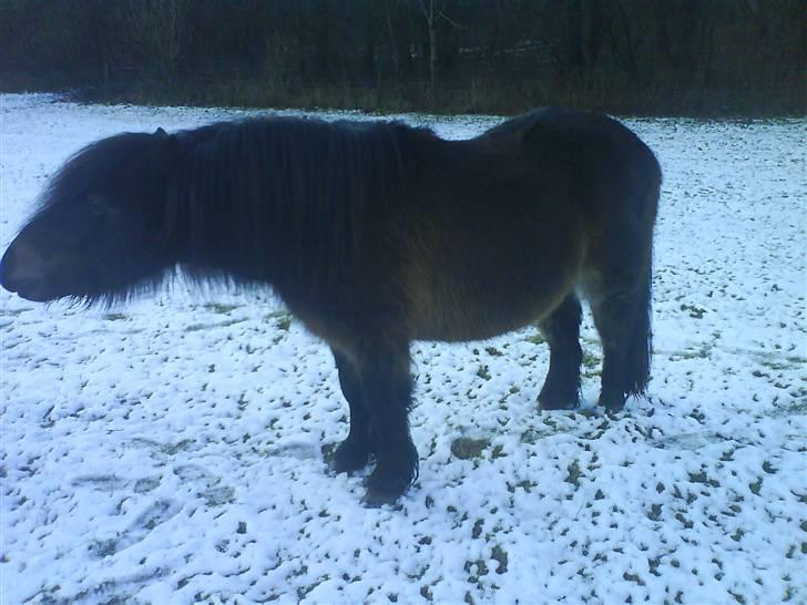 Anden særlig race Laban billede 17