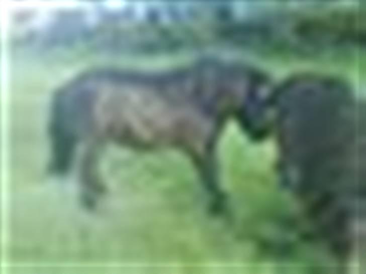 Anden særlig race Prins - så strækker vi os lige;) billede 14