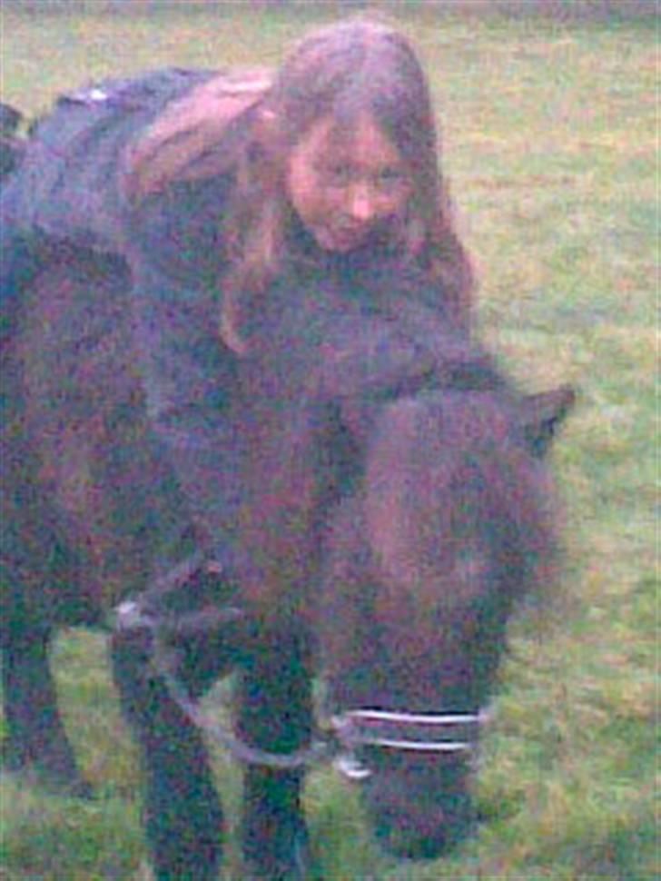 Anden særlig race Prins billede 15