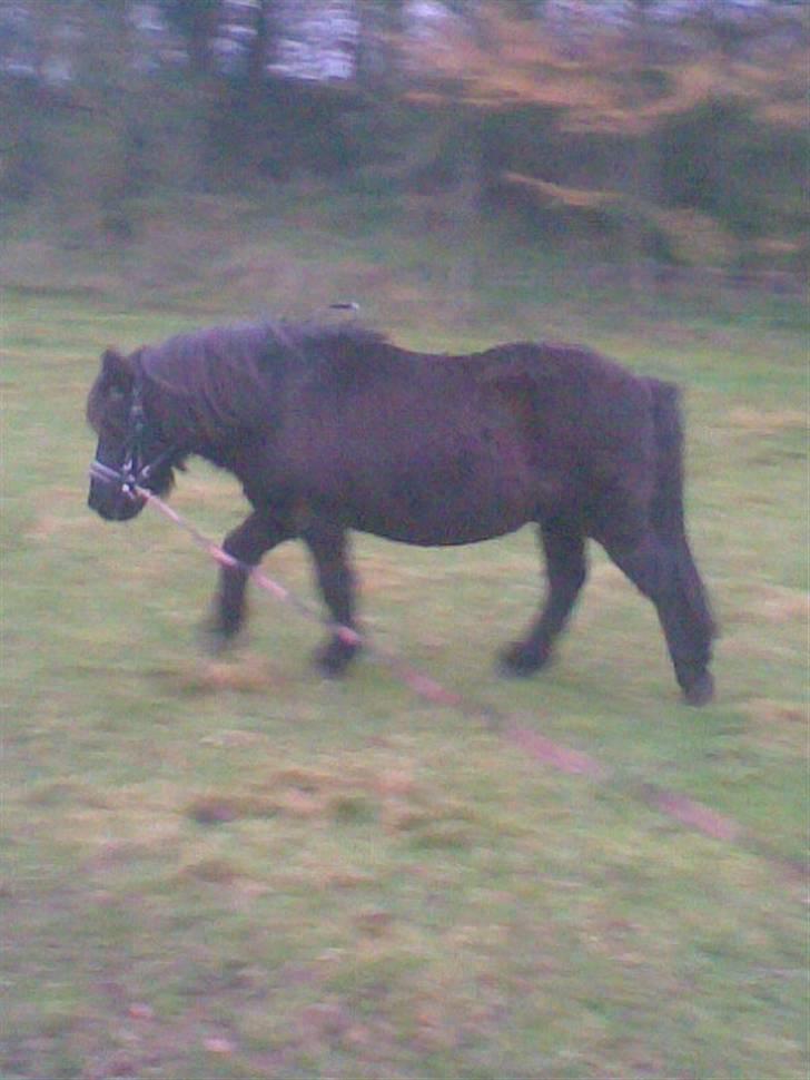 Anden særlig race Prins billede 17