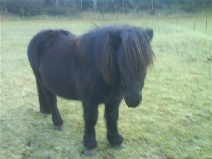 Anden særlig race Prins billede 19