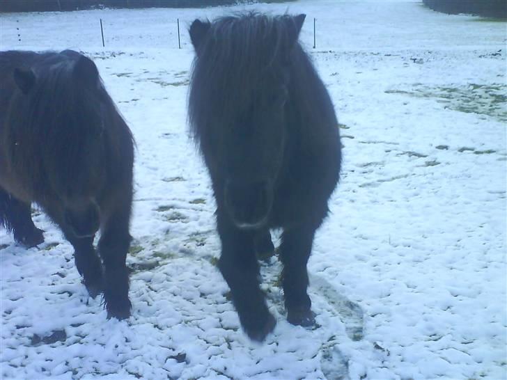 Anden særlig race Prins billede 20