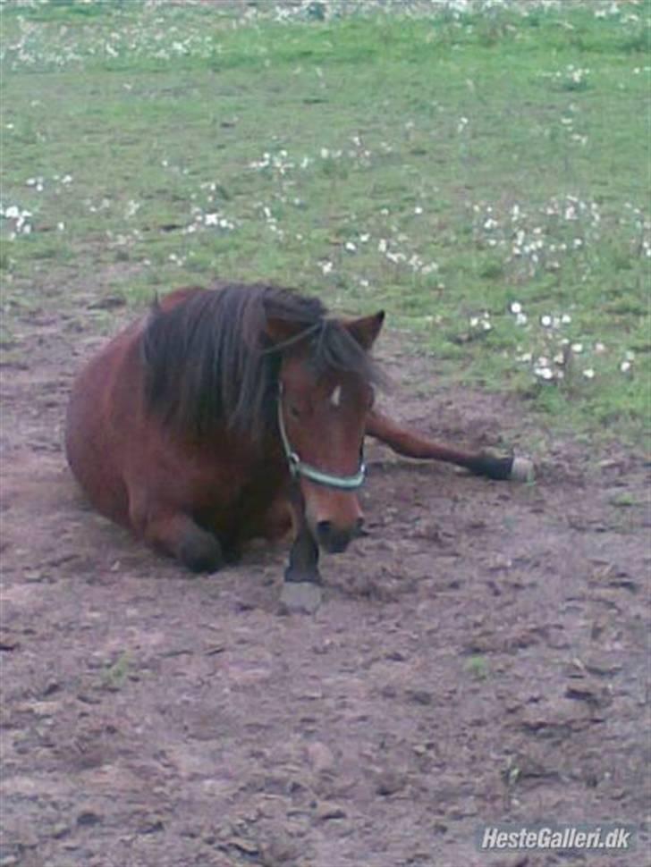 Anden særlig race bertram xD - godt med et støvbad billede 1