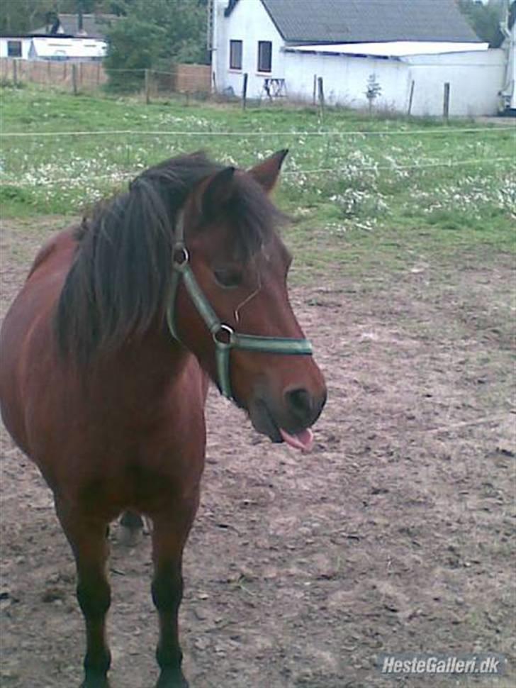 Anden særlig race bertram xD billede 2