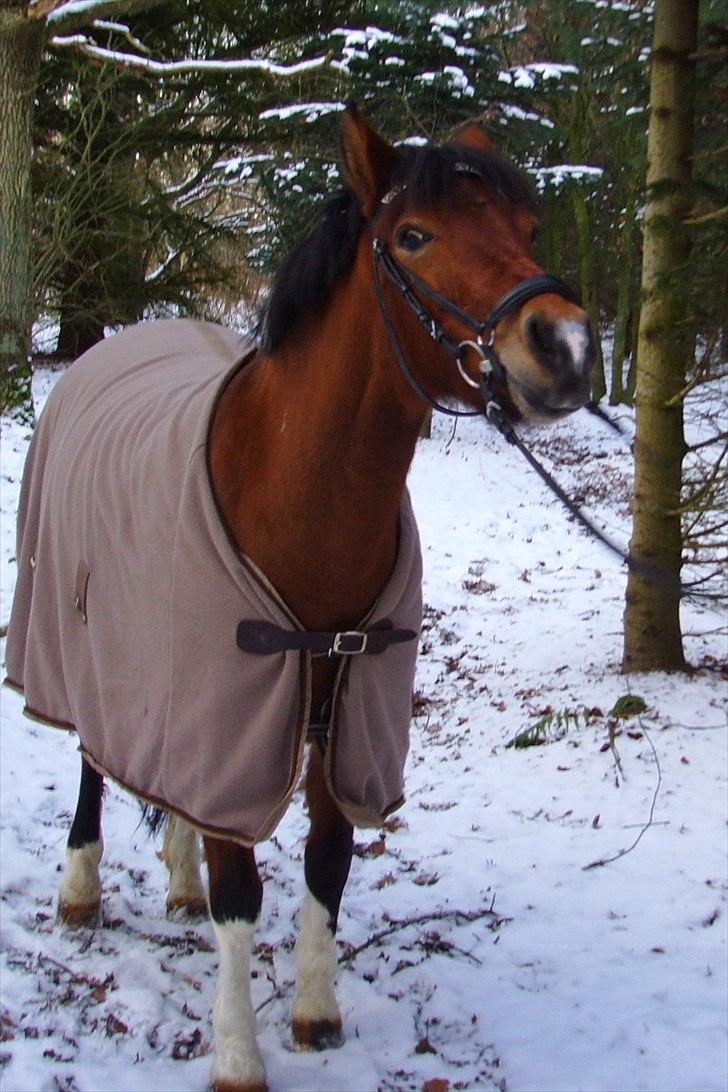 Anden særlig race Molly <3 *SAVN* - Goodbye my friend :/´<3 FARVEL! billede 2