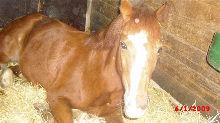Anden særlig race Lighter *rideskolepony :( - NYT Lili der ligger i sin boks :) billede 15