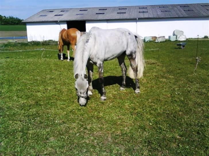 Anden særlig race Dyrkærgård Sping Sky - Sommer Græsser på fold med Honey Pony <3 billede 16