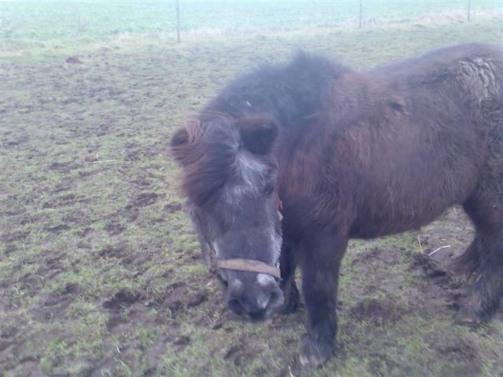 Anden særlig race Sille - Foto: Mig/Rikke billede 7