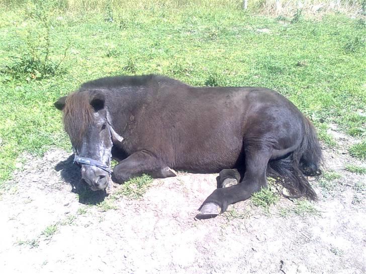 Anden særlig race Sille - Foto: Mig/Rikke billede 8
